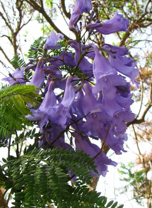 Jacaranda_tree_plant_(Pack_of_1_healthy__plant)