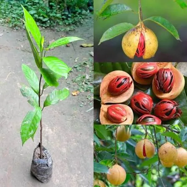 Jaifol_(Nutmeg)__+_Darchini_(Cinnamon)__Live_Plant_Combo