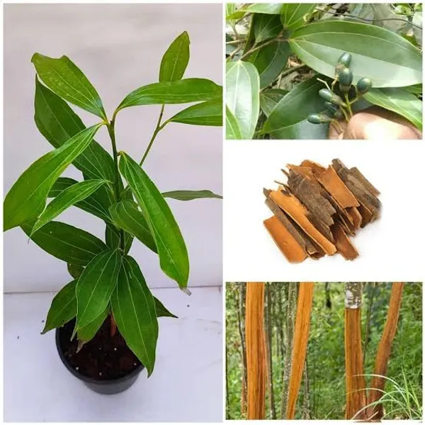 Jaifol_(Nutmeg)__+_Darchini_(Cinnamon)__Live_Plant_Combo