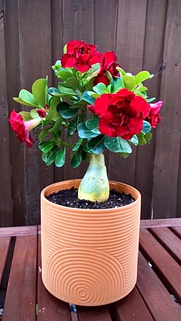 Jasmine_+_Swarnachapa_+_Adenium_Plant_Combo_|_Fragrant_&_Flowering_Live_Plants_|_Home_Garden_Pack_of_3