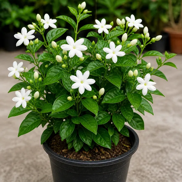 Jasmine_+_Swarnachapa_+_Adenium_Plant_Combo_|_Fragrant_&_Flowering_Live_Plants_|_Home_Garden_Pack_of_3