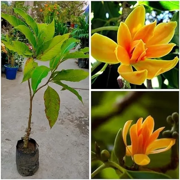 Jasmine_+_Swarnachapa_+_Adenium_Plant_Combo_|_Fragrant_&_Flowering_Live_Plants_|_Home_Garden_Pack_of_3
