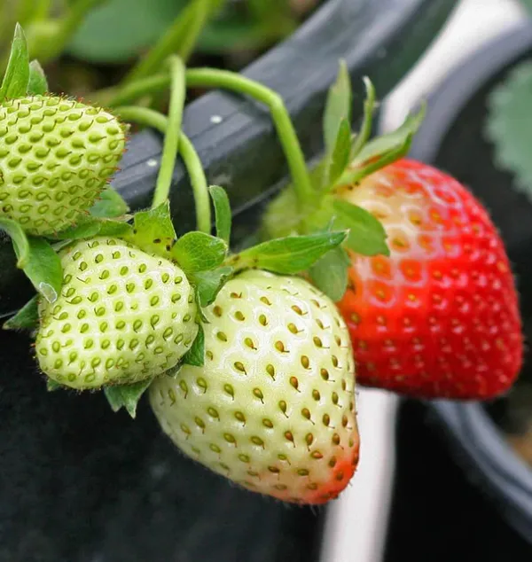 Strawberry_Delicious_Fruit_Plant_For_Home_&_Gardening_Plant_-_Healthy__Plant_-_Pack_Of_1