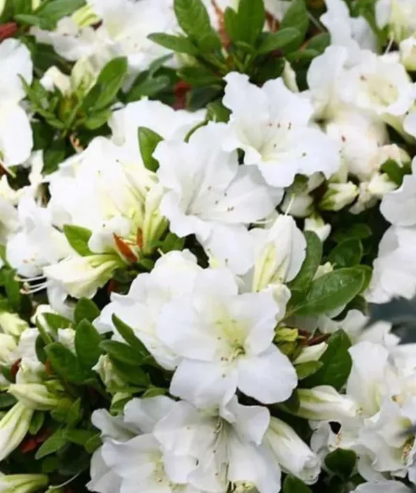 Azalea_Healthy_Flower_Plant_For_Home_Gardening__Plant_White