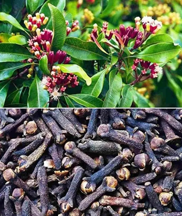 Clove_Plant,_Lobongo_Plant_Hybrid/All_Time