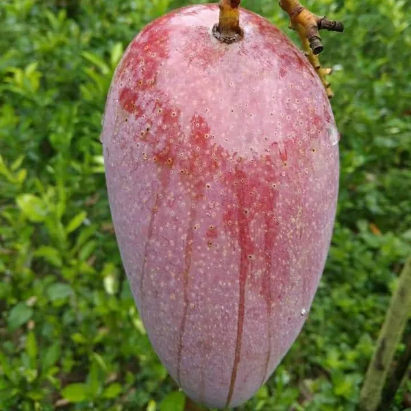 Katimon_Mango_Grafted_Plants