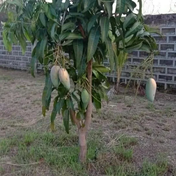 Katimon_Mango_Grafted_Plants