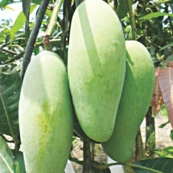Katimon_Mango_Grafted_Plants