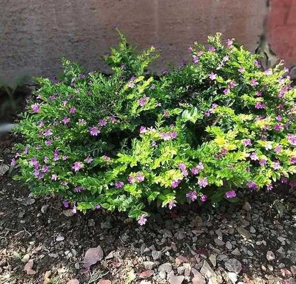 Khufiya_plant_(Mexican_Heather_false_heather,_Hawaiian_heather,_elfin_herb).