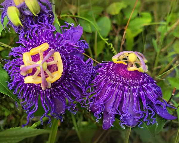 Krishna_Kamal,_Passion_flower,_Passiflora_incarnata_(Purple)_-_Plant