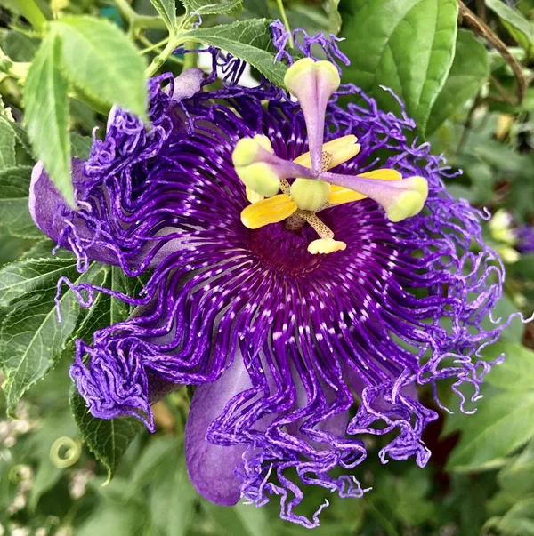 Krishna_Kamal,_Passion_flower,_Passiflora_incarnata_(Purple)_-_Plant