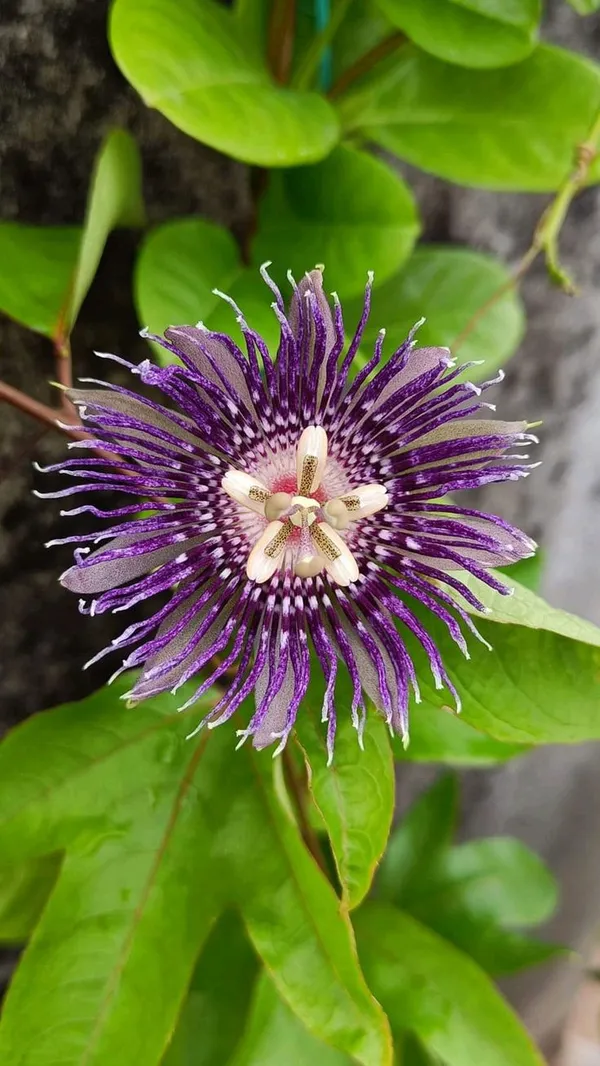 Krishna_Kamal,_Passion_flower,_Passiflora_incarnata_(Purple)_-_Plant