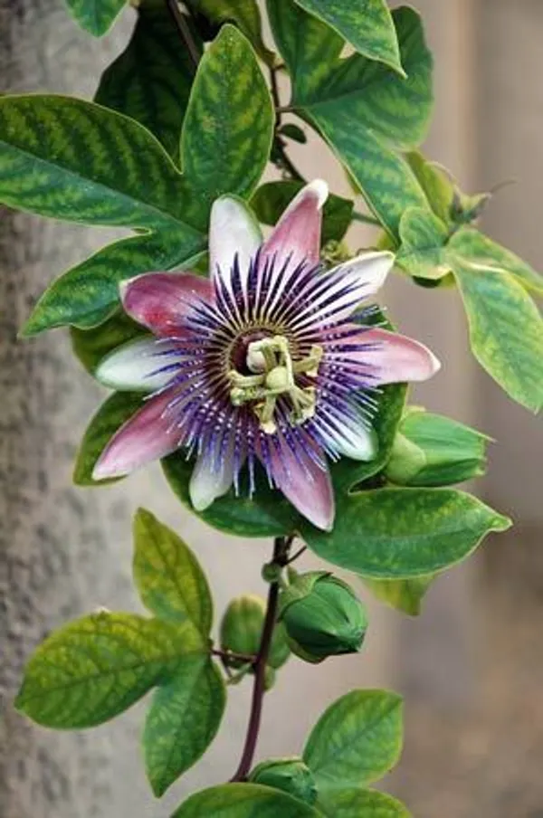 Krishna_Kamal,_Passion_flower,_Passiflora_incarnata_(Purple)_-_Plant