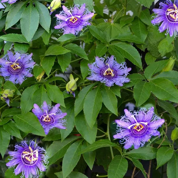 Krishna_Kamal,_Passion_flower,_Passiflora_incarnata_(Purple)_-_Plant