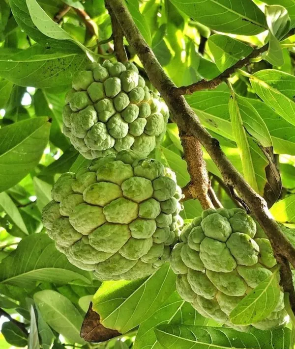 Golden_Custard_Apple