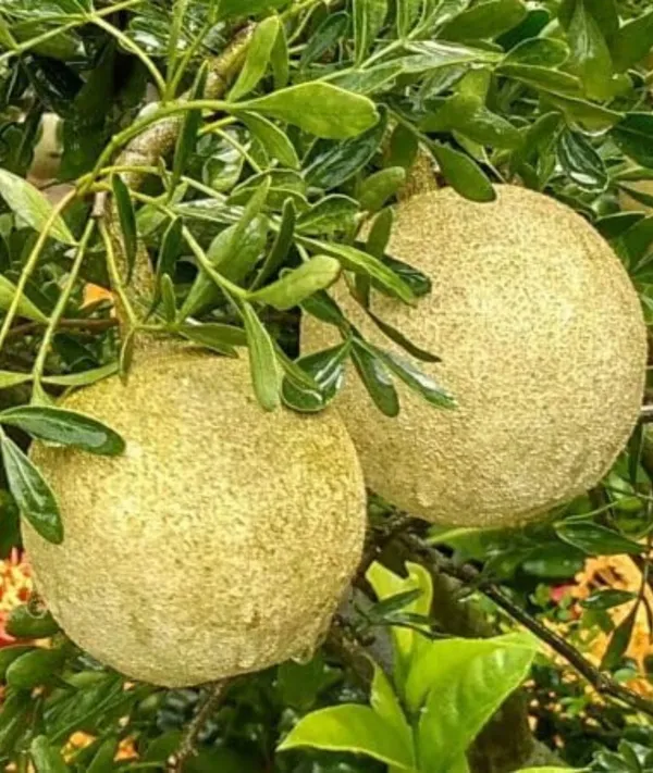 Thai_Wood_Apple_Kothbel_Fruit__Plants_For_Home_Gardening_Indoor_Outdoor_Fruit__Plants