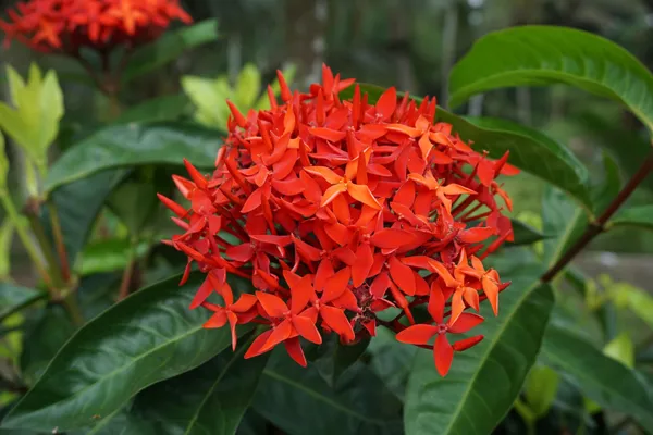 Flower_Plant_Hybrid_Ixora_Red_Chethy_Povu_Honey-Suckers