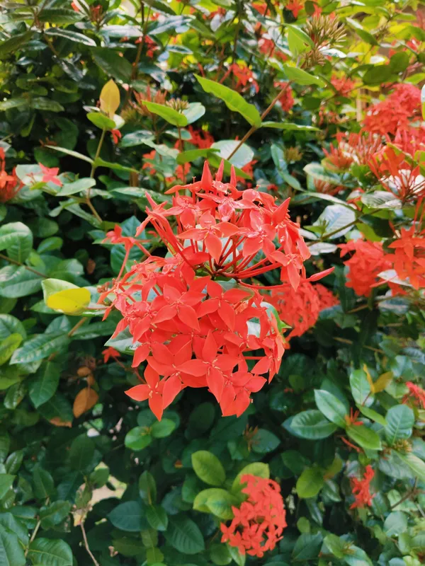 Flower_Plant_Hybrid_Ixora_Red_Chethy_Povu_Honey-Suckers