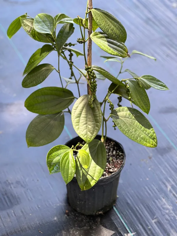 Lobongo_+_Golmorich_Live_Plant_Combo_|_Clove_&_Black_Pepper_Plants_|_Spice_Plant_Combo_|_Pack_of_2