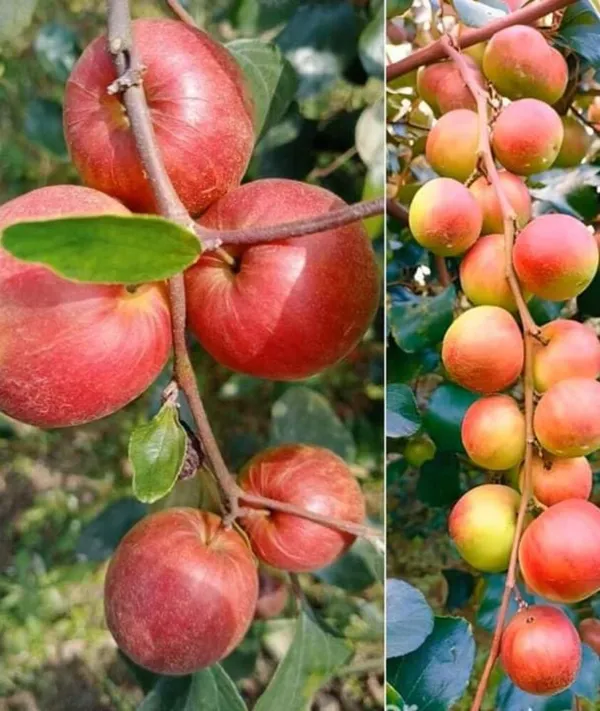 Miss_India_/Thai_Ball_Sundari_Apple_Ber_Grafted_Fruit_Plant