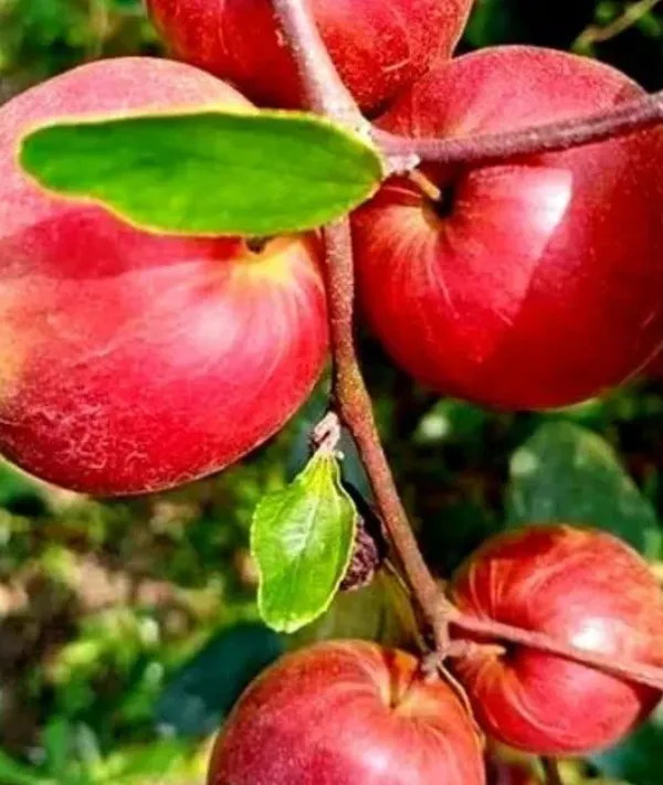 Miss_India_/Thai_Ball_Sundari_Apple_Ber_Grafted_Fruit_Plant