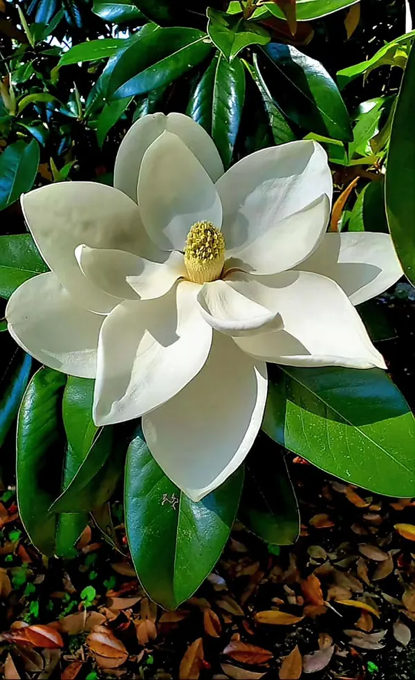 Magnolia_Soulangeana_-_Healthy_Flower_Plant,__(White)
