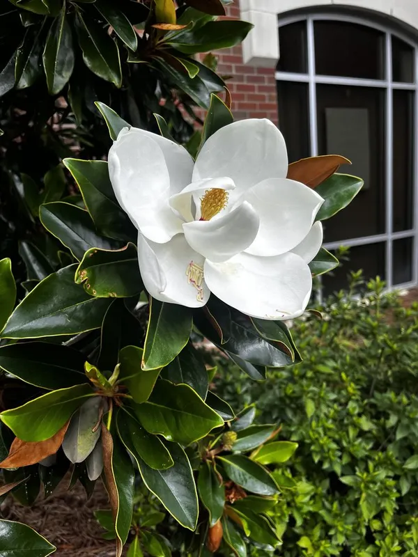 Magnolia_Soulangeana_-_Healthy_Flower_Plant,__(White)