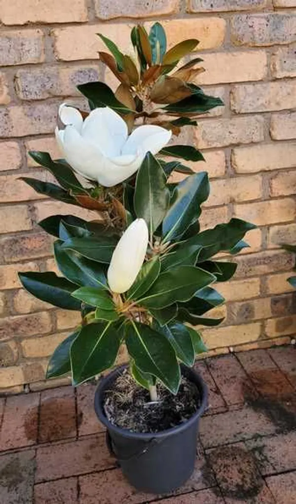 Magnolia_Soulangeana_-_Healthy_Flower_Plant,__(White)