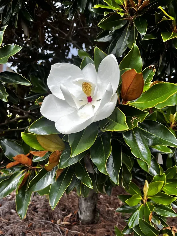 Magnolia_Soulangeana_-_Healthy_Flower_Plant,__(White)