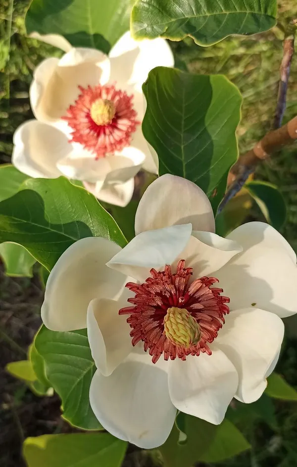 Magnolia_Soulangeana_-_Healthy_Flower_Plant,__(White)