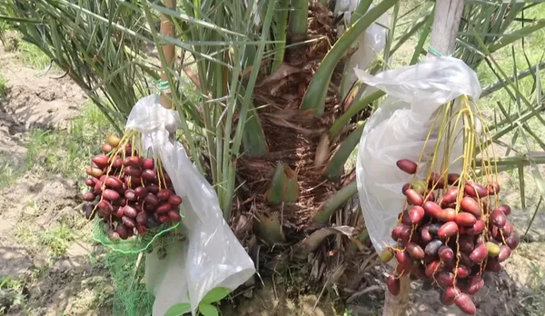 Medjool_Date_Palm_Plant_Medjool_Khajoor