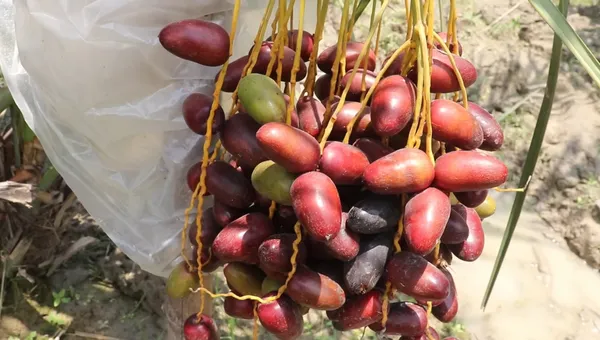 Medjool_Date_Palm_Plant_Medjool_Khajoor