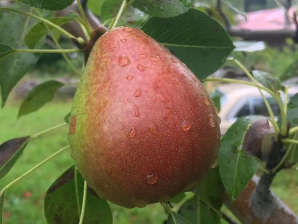 Moonglow_Pear_Tree