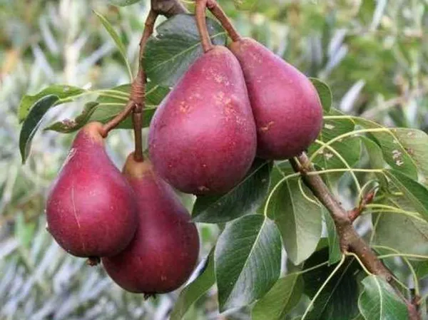 Red_Pineapple_Pear__Plant_Fruit__Plant_For_Home_Gardening_Indoor_Outdoor_Fruit__Plants