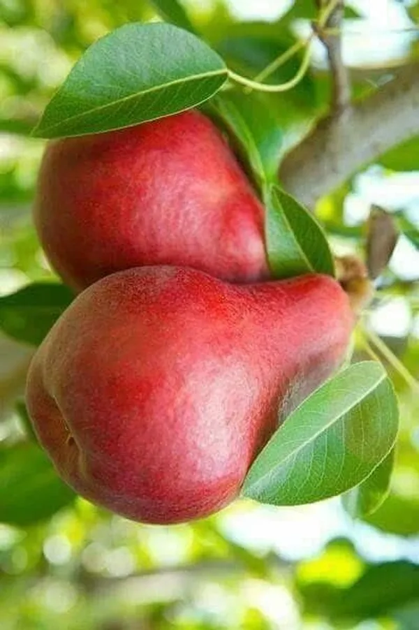 Red_Pineapple_Pear__Plant_Fruit__Plant_For_Home_Gardening_Indoor_Outdoor_Fruit__Plants