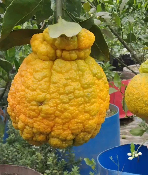 Dekopon_Orange_Plant