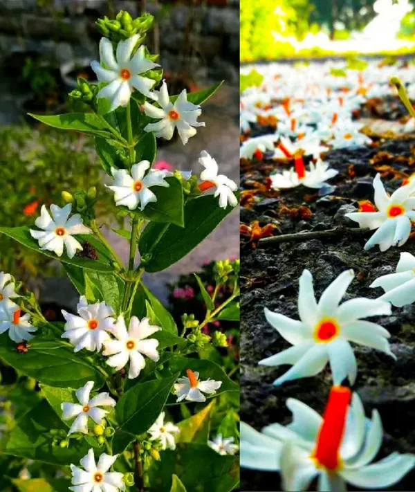 Night_Flowering_Jasmine,Parijat,Shiuli_Plant,_For_Golden/Yellow_Flowers_Spring_And_Summer_Medicinal_Plant