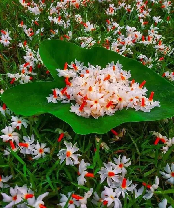 Night_Flowering_Jasmine_Parijat_Shiuli_Plant_For_Golden_Yellow_Flowers_Spring_And_Summer_Medicinal_Plant