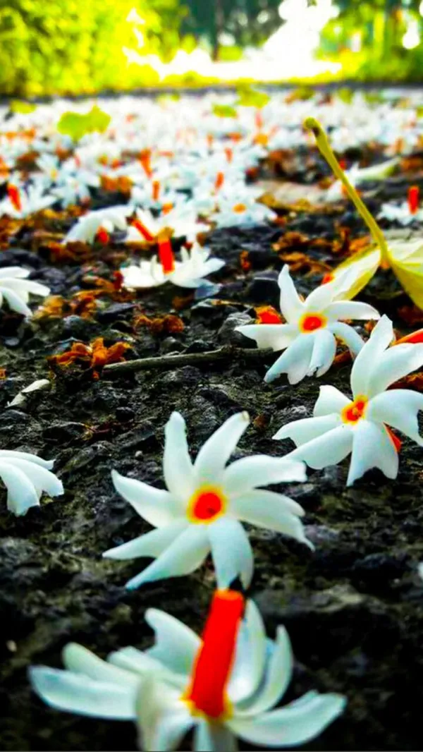 Night_Flowering_Jasmine_Parijat_Shiuli_Plant_For_Golden_Yellow_Flowers_Spring_And_Summer_Medicinal_Plant