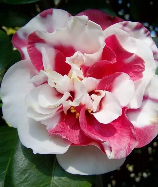 Camellia_Flower__Plant,Gardens_Outdoors_Flower_Plant,Very_Beautiful_Camellia_Japonica_Kamiliya_Flowe,Original_Variety__Flower_Plant_For_Home_Garden_Multicolour