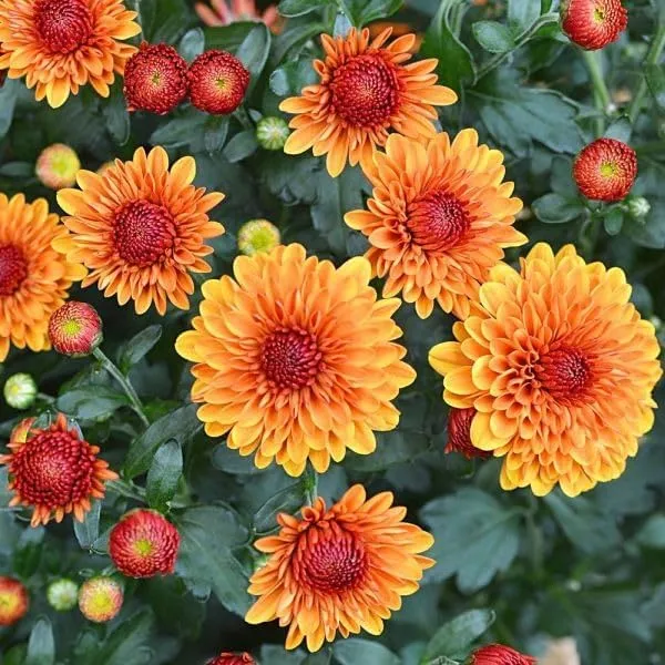 Orange_Chandramallika_Live_Flower_Plant_|_Orange_Chrysanthemum_Flowering_Plant