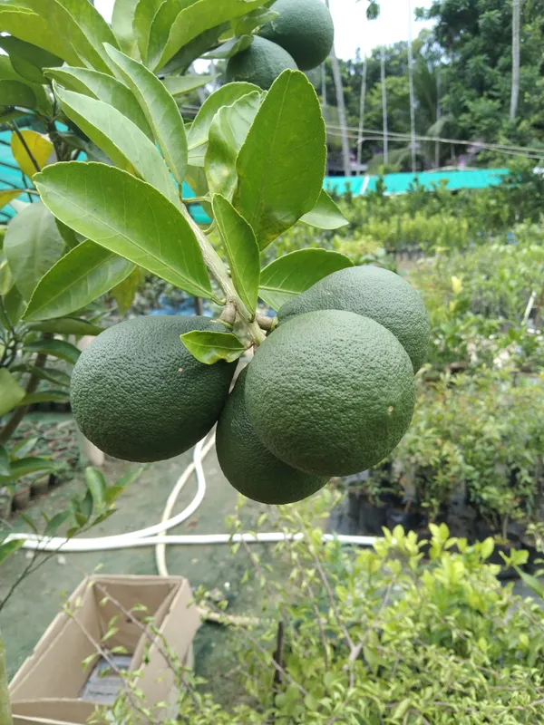 Orange-Kinnow(Grafted)-_Fruit_Plants_&_Tree