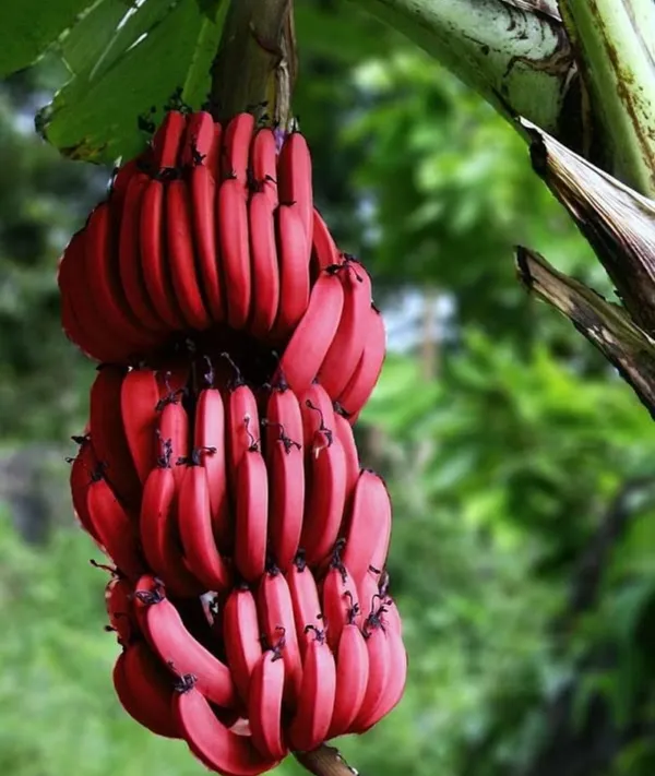 Red_Banana_Fruit_Plant_/_Hybrid_Red_Banana_Bonsai_Seed