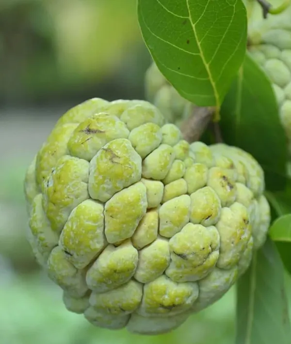 Plant_Care_Life_Custard_Apples_Home_Garden_Sweetsop/Custard_Plants_For_(1_Healthy__Sweet_Fruit_Plant)