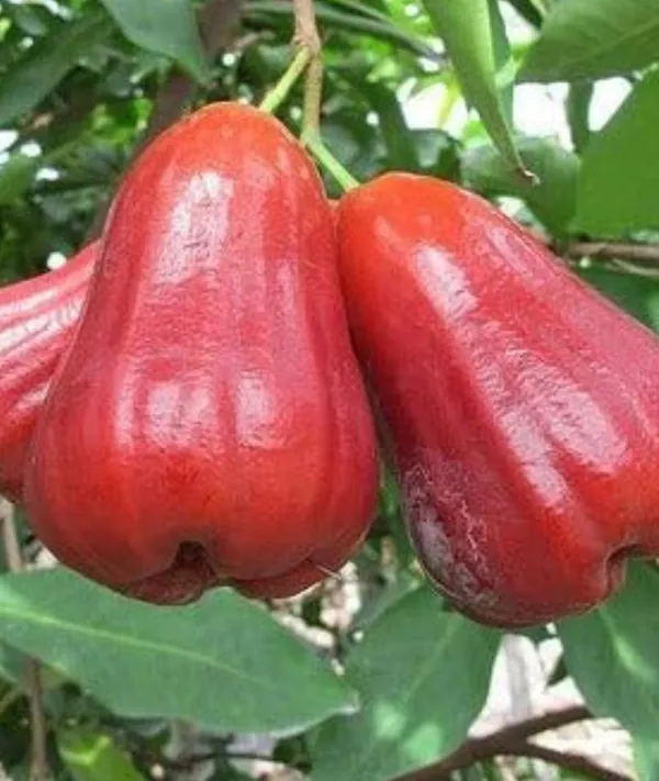 Tai_Red_Chamba__Plant_Water_Apple__Plants_(Syzygium_Samarangense)_Home_Gardening_Indoor_Outdoor_Fruit__Plants
