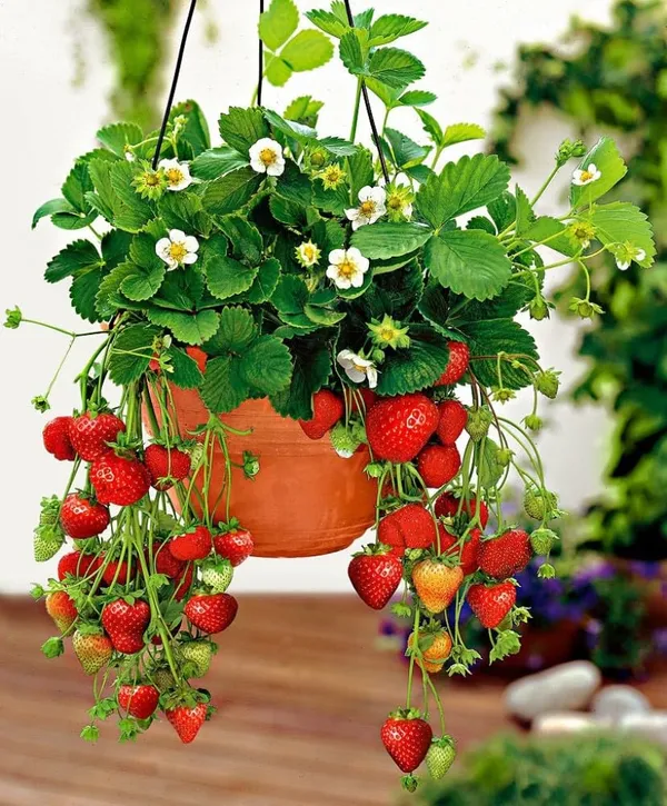 Selva_Strawberry_Delicious_Fruit_Plant_For_Home_&_Gardening_Plant_-_Healthy__Plant_-_Pack_Of_1