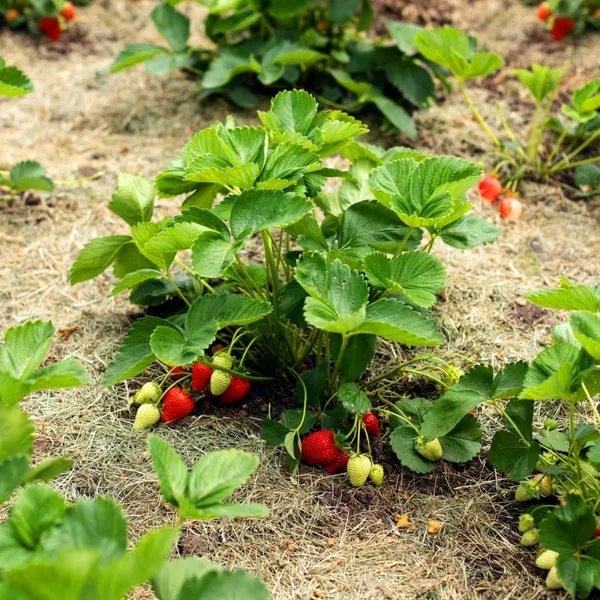 Selva_Strawberry_Delicious_Fruit_Plant_For_Home_&_Gardening_Plant_-_Healthy__Plant_-_Pack_Of_1