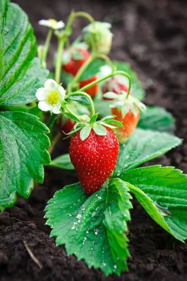 Selva_Strawberry_Delicious_Fruit_Plant_For_Home_&_Gardening_Plant_-_Healthy__Plant_-_Pack_Of_1