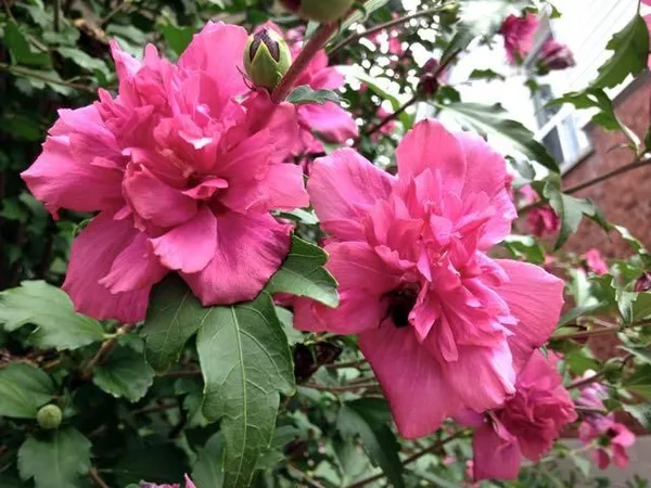 Pink_Hibiscus_Plant