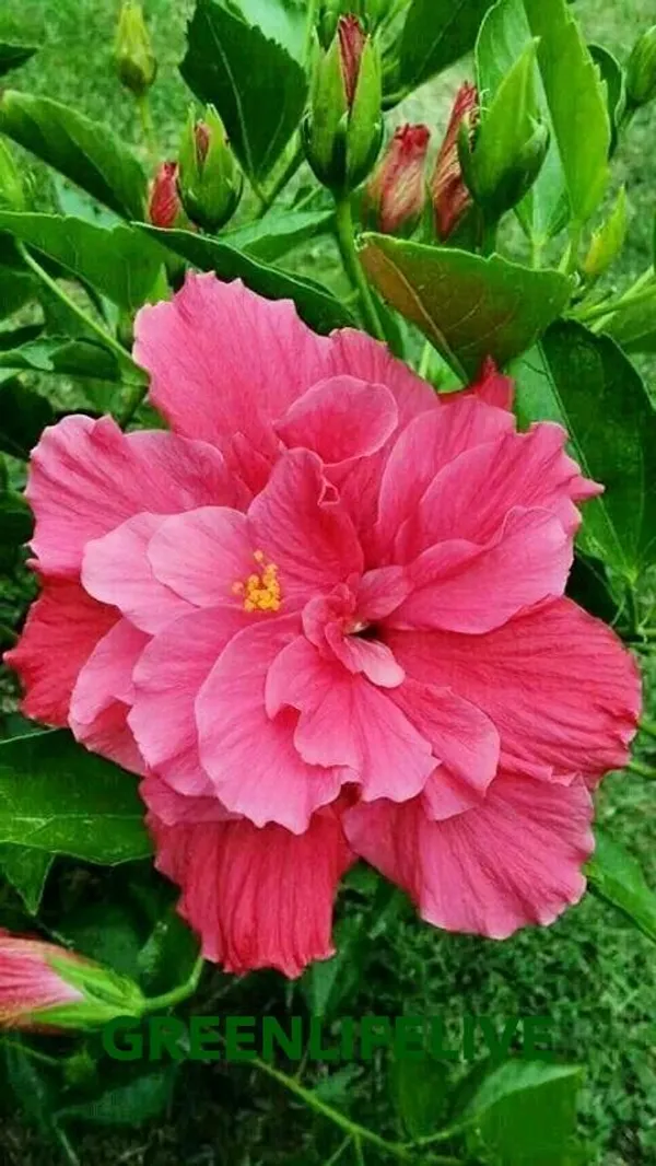 Pink_Hibiscus_Plant